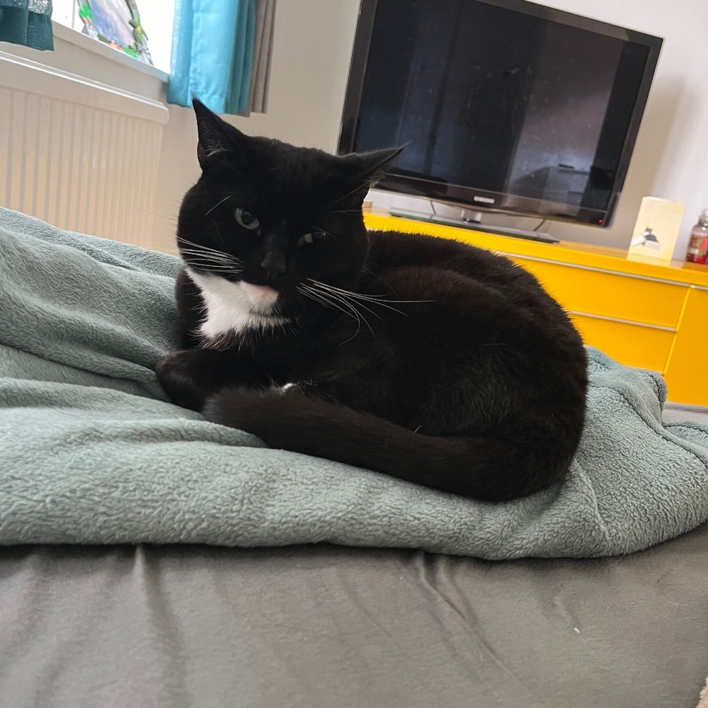 Meet your Posher, Shira